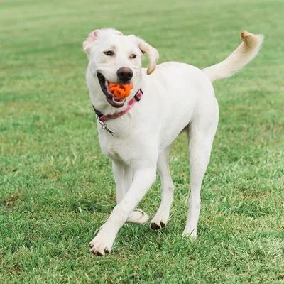 Chuckit breathe right fetch loptica, medium, 2 kom - Image 2
