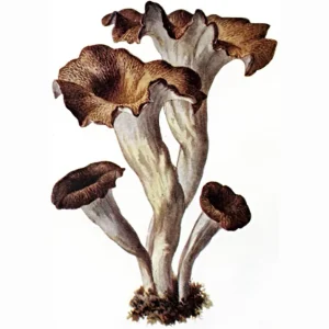 CRNA TRUBA
