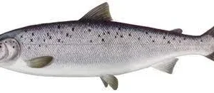 Losos salmo salar 800-1200 g