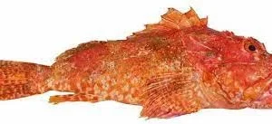 Škarpina bez glave 300g