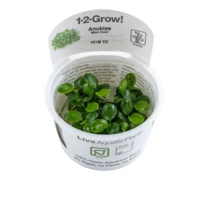 TROPICA Bilje Anubias barteri 'Mini Coin', uzgojeno "in vitro"