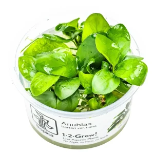 TROPICA Bilje Anubias barteri nana, uzgojeno "in vitro"