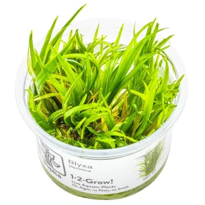 TROPICA Bilje Blyxa japonica, uzgojeno "in vitro"