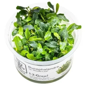 TROPICA Bilje Bucephalandra sp. 'Needle Leaf', uzgojeno "in vitro"