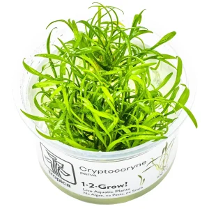 TROPICA Bilje Cryptocoryne parva, uzgojeno "in vitro"
