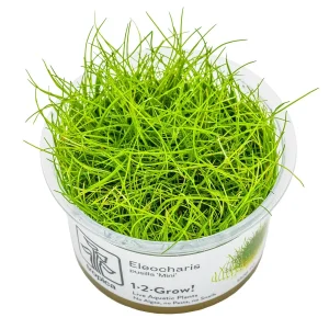 TROPICA Bilje Eleocharis pusilla 'Mini', uzgojeno ˝in vitro˝