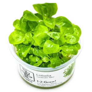 TROPICA Bilje Lobelia cardinalis 'Mini', uzgojeno "in vitro"