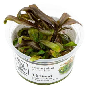 TROPICA Bilje Lysimachia parvifolia ‘Red’, uzgojeno "in vitro"