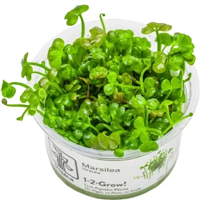 TROPICA Bilje Marsilea hirsuta, uzgojeno "in vitro"