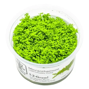 TROPICA Bilje Micranthemum callitrichoides 'Cuba', uzgojeno "in vitro"