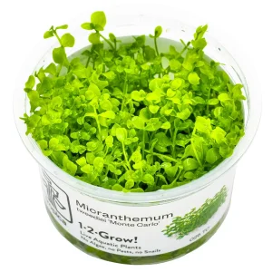 TROPICA Bilje Micranthemum tweediei 'Monte Carlo', uzgojeno "in vitro"