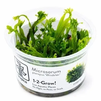 TROPICA Bilje Microsorum pteropus 'Narrow', uzgojeno "in vitro"