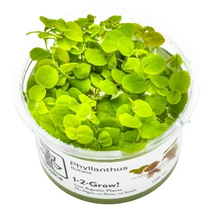 TROPICA Bilje Phyllanthus fluitans, uzgojeno "in vitro"