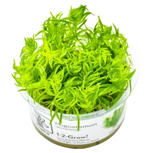 TROPICA Bilje Pogostemon deccanensis, uzgojeno "in vitro"
