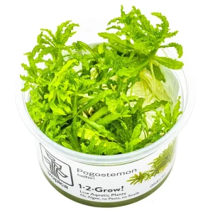TROPICA Bilje Pogostemon helferi, uzgojeno "in vitro"