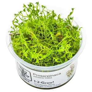TROPICA Bilje Proserpinaca palustris 'Cuba', uzgojeno "in vitro"