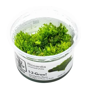 TROPICA Bilje Riccardia chamedryfolia, uzgojeno "in vitro"