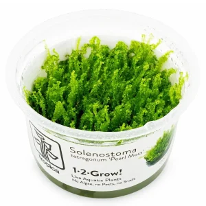 TROPICA Bilje Solenostoma tetragonum 'Pearl Moss', uzgojeno "in vitro"