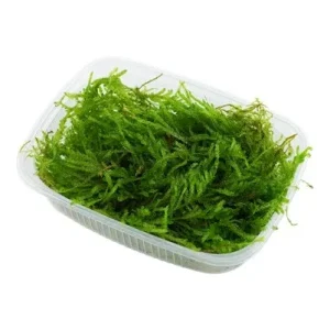 TROPICA Bilje Vesicularia ferriei 'Weeping Moss', uzgojeno "in vitro"
