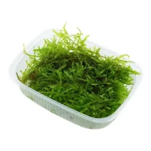 TROPICA Bilje Vesicularia montagnei 'Christmas Moss', uzgojeno "in vitro"
