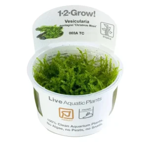 TROPICA Bilje Vesicularia montagnei 'Christmas Moss',uzgojeno ˝in vitro˝